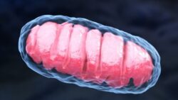 Image: The picture shows a graphic of a pink colored mitochondria. The background is black. 