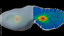 Image: 3D simulation of an active material in a geometric shape resembling a dividing cell; Copyright: Singh et al. Physics of Fluids (2023) / MPI-CBG 